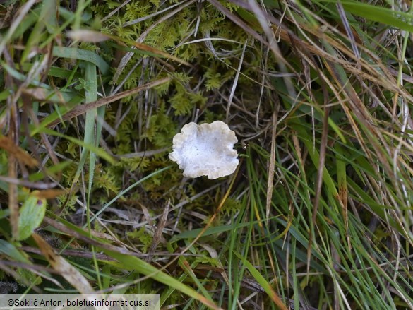 Cantharellopsis prescotii