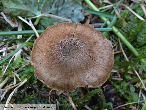 Inocybe calamistrata