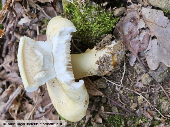 Tricholoma acerbum