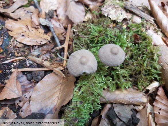 Mycena galericulata