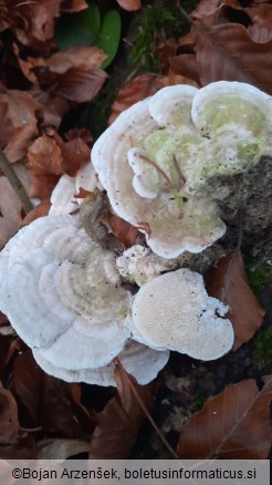 Trametes gibbosa