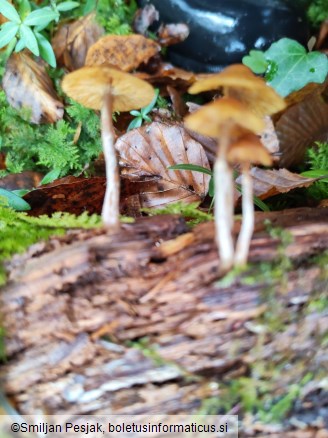 Galerina marginata