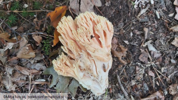 Ramaria formosa