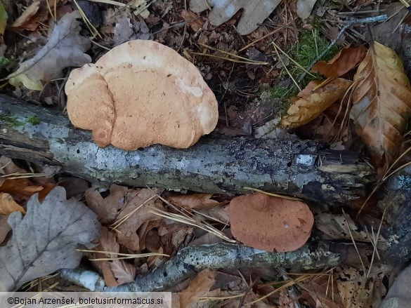 Hapalopilus nidulans