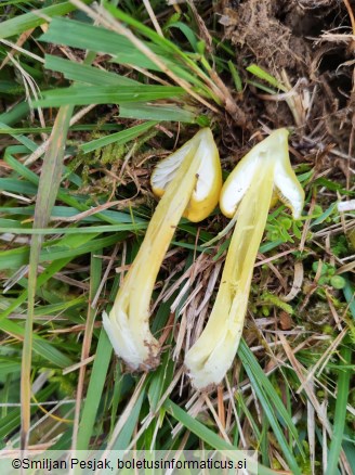 Hygrocybe citrinovirens