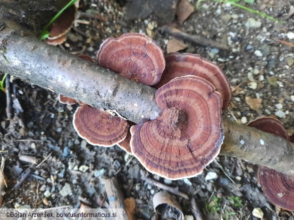 Daedaleopsis tricolor