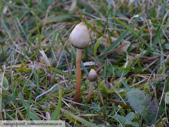 Psilocybe semilanceata