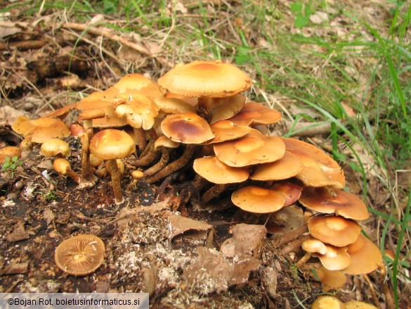 Kuehneromyces mutabilis