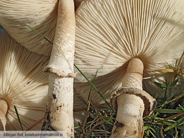 Macrolepiota excoriata