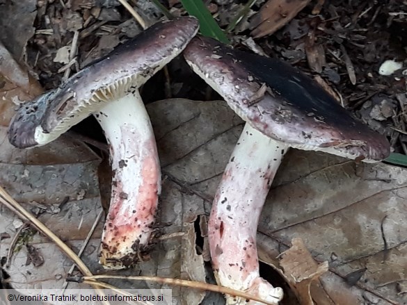 Russula amoena