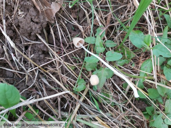 Conocybe apala