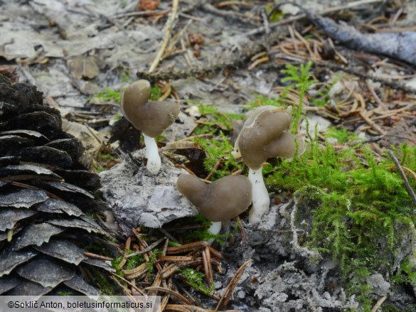 Helvella albella