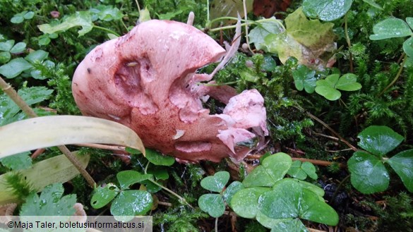 Hygrophorus capreolarius