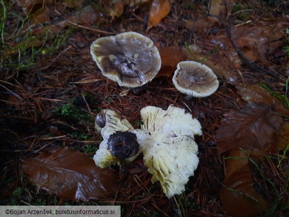 Tricholoma portentosum