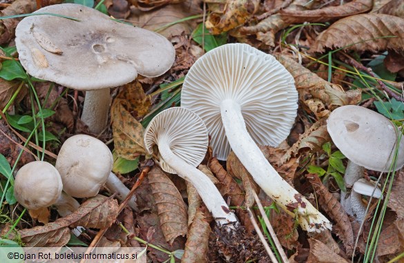 Hygrophorus agathosmus