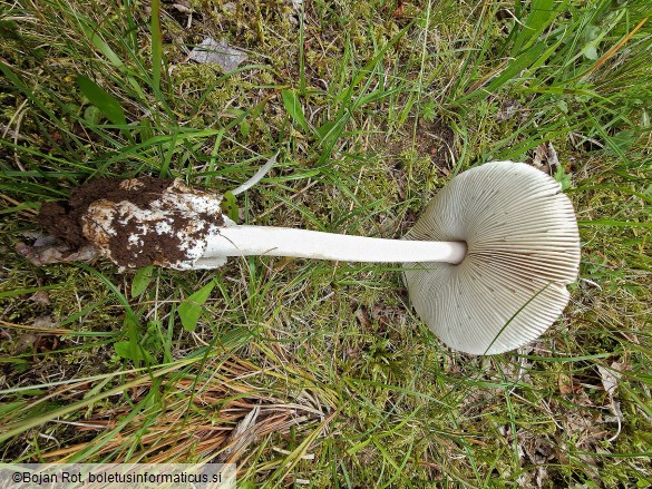 Amanita battarrae