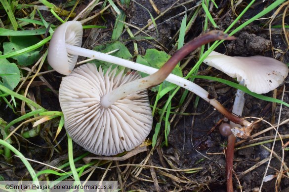 Marasmius wynnei