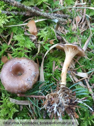 Rhizocybe pruinosa