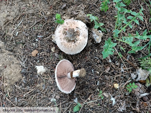 Agaricus bisporus