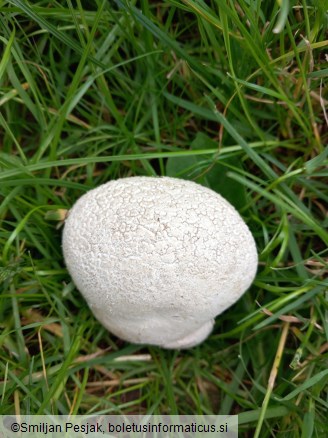 Calvatia utriformis