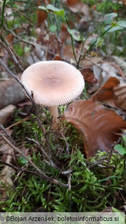 Amanita fulva