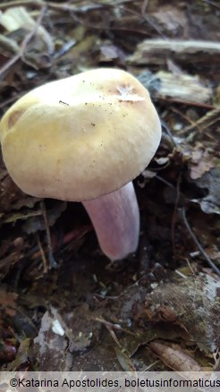 Russula violeipes