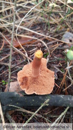 Chalciporus piperatus