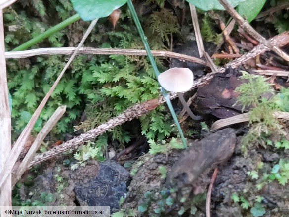 Mycena vitilis