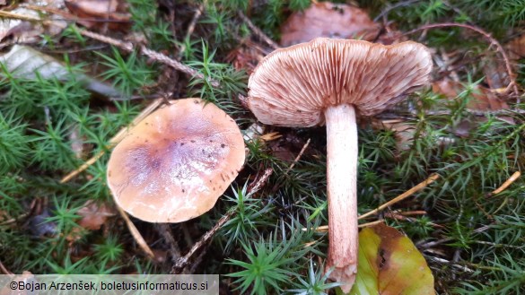 Tricholoma pseudonictitans