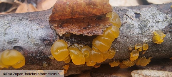 Dacrymyces lacrymalis