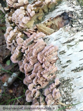 Trichaptum biforme