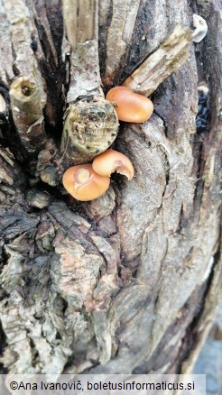 Flammulina velutipes