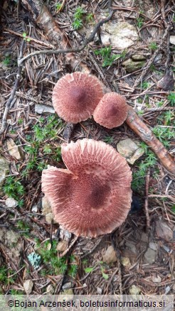 Tricholoma vaccinum