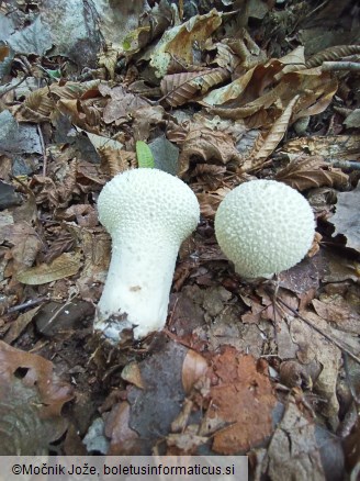 Lycoperdon excipuliforme