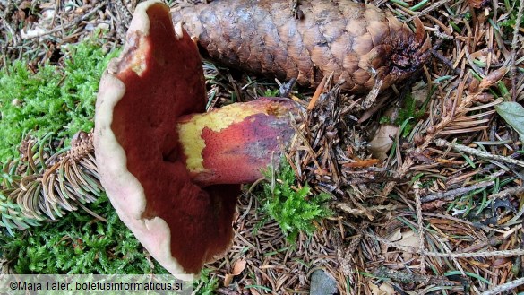 Rubroboletus rubrosanguineus