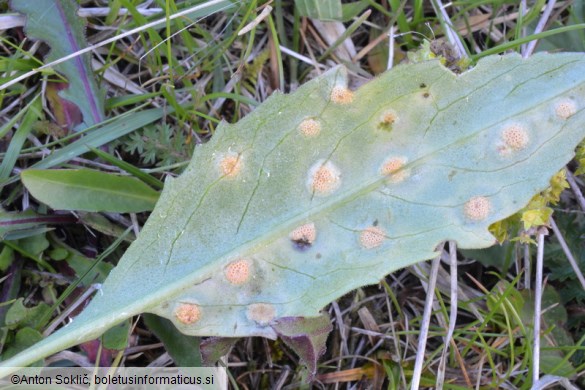 Aecidium succisae