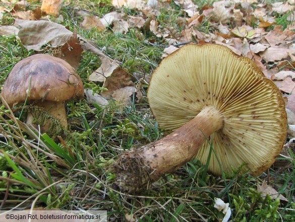 Tricholoma fulvum