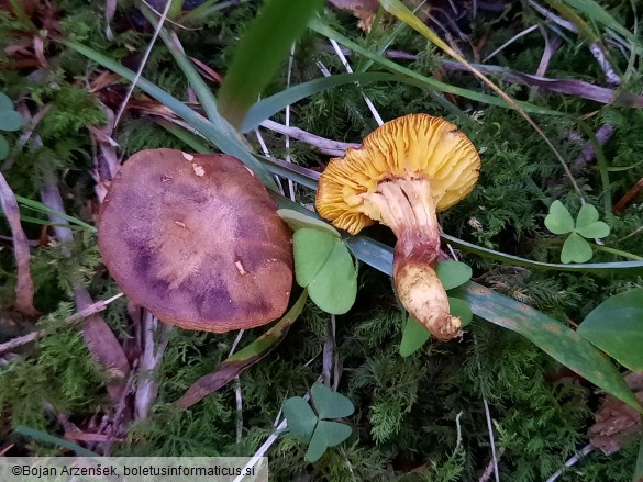 Phylloporus pelletieri