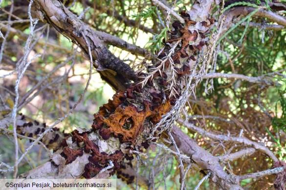 Gymnosporangium tremelloides