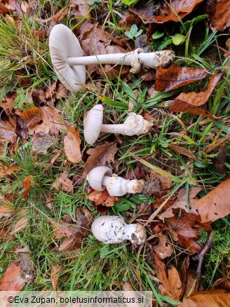 Amanita simulans