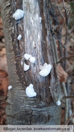 Schizophyllum commune