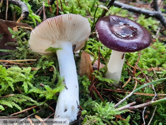 Russula caerulea