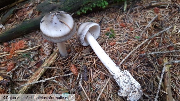 Amanita battarrae