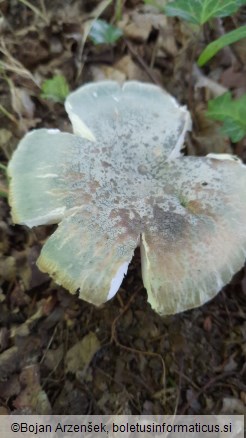 Russula virescens