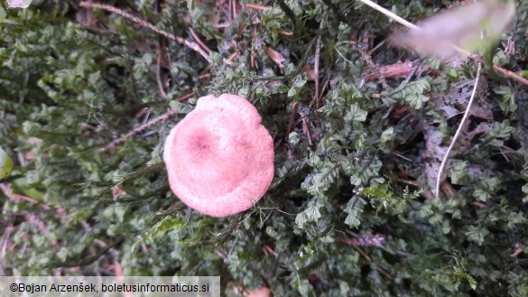 Lactarius camphoratus