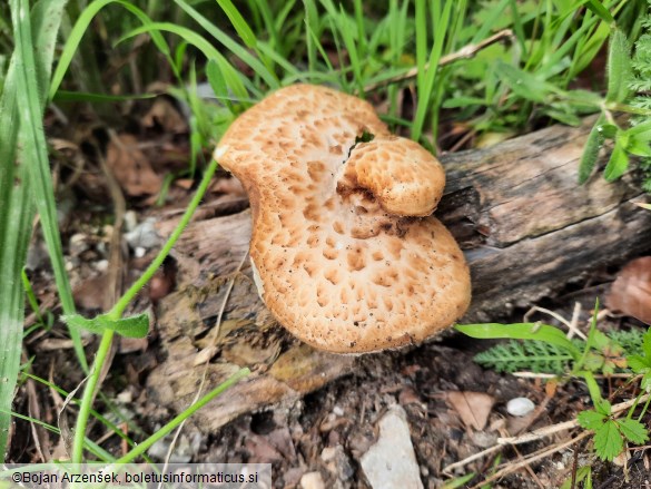 Polyporus tuberaster