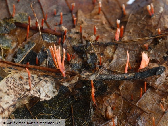 Anthina flammea