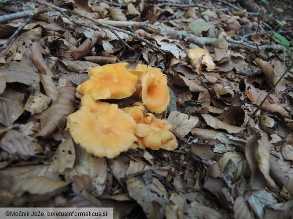 Cantharellus friesii