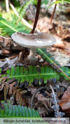 Amanita porphyria