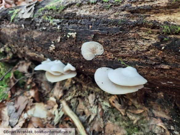 Crepidotus cesatii